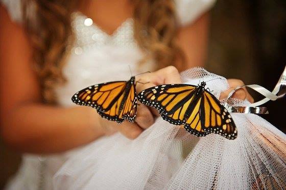 Polêmica: A moda é congelar borboletas vivas para soltar no casamento
